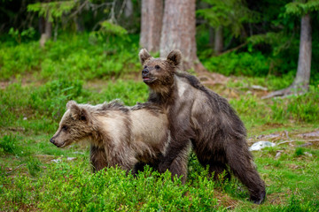 Two young brown bears are playing in a forest clearing with each other.. Summer. Finland.