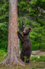 Obraz na płótnie Canvas Brown bear stands near a tree in funny poses against the background of the forest. Summer. Finland.