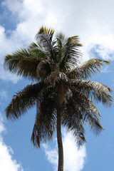 Fototapeta na wymiar Palm trees displayed in nature outdoors.