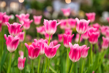 Obraz premium Beautiful pink tulip flower.Blooming colorful tulip flowers in garden as floral background