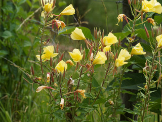 Oenothera biennis | Onagre bisannuelle aux boutons en cours d'éclosion aux fleurs jaune soufre au...