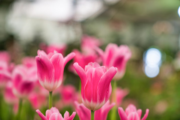 Beautiful pink  tulip flower.Blooming colorful tulip flowers in garden as floral background