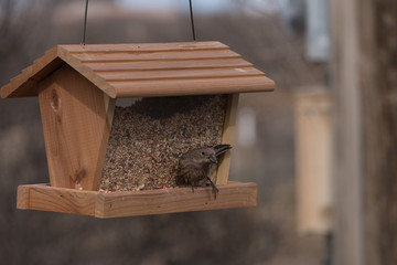A female House  Finch having a meal at our feeder in New Mexico.