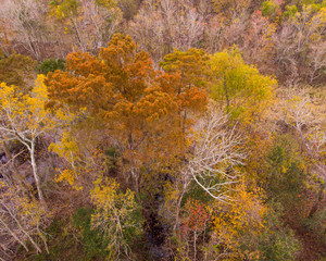 Fall Colored Tree in Louisiana with lots of color