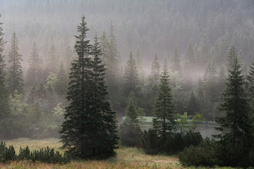 Landscape forested mountain slope in low lying cloud with the evergreen conifers, shrouded in mist.Tatra National Park. Poland. Europe.