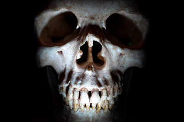 Human skull., menschlicher Schädel