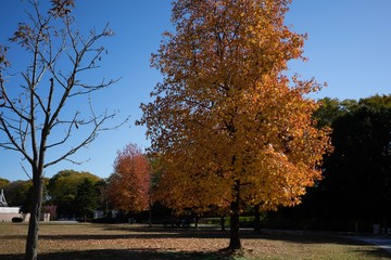 紅葉