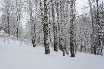 birch forest in winter
