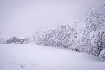Winter landscape in the town of Neustift in the Stubai Valley in Austria. Snowy trees after heavy snowfall