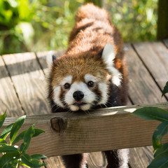 Red panda or lesser panda playing and approaching the camera for a photo shoot. 
