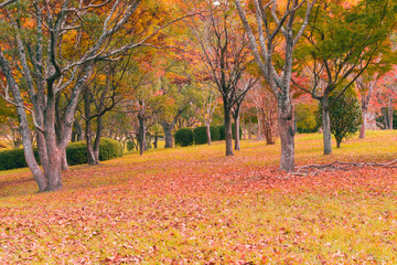 Autumn trees and leaves and orange ground. 
