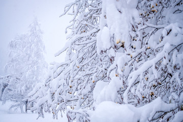 Winter landscape in the town of Neustift in the Stubai Valley in Austria. Snowy trees after heavy snowfall