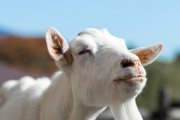 A happy white goat smiling and closing its eyes. 