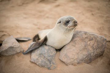 Naklejka premium Sea Lion in Cape Cross