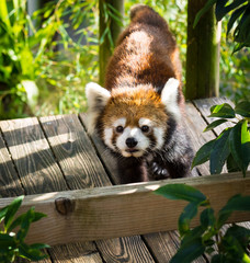 Red panda or lesser panda playing and approaching the camera for a photo shoot. 
