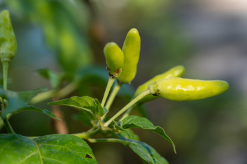 Select focus Close up shot of a green chilli tree in the garden