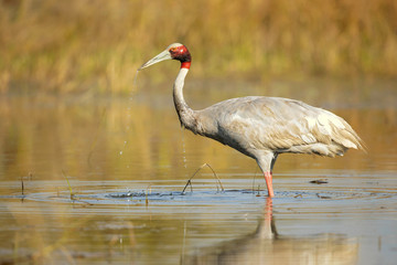 Sarus crane (Antigone antigone) is a large nonmigratory crane found in parts of the Indian subcontinent, Southeast Asia, and Australia