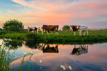 Cows in the dutch polder landscape at sunset. Beautiful colors in the sky and reflections in the calm water. - obrazy, fototapety, plakaty
