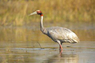 Sarus crane (Antigone antigone) is a large nonmigratory crane found in parts of the Indian subcontinent, Southeast Asia, and Australia