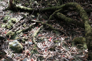wild big tree in langtang himal, nepal
