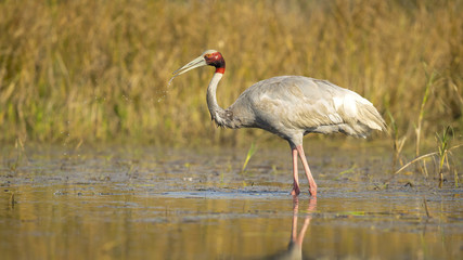 Sarus crane (Antigone antigone) is a large nonmigratory crane found in parts of the Indian subcontinent, Southeast Asia, and Australia