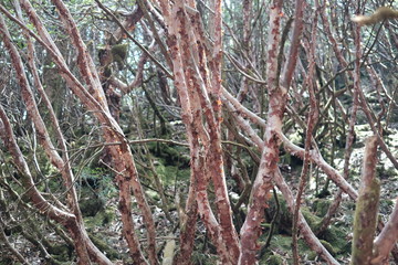 wild big tree in langtang himal, nepal