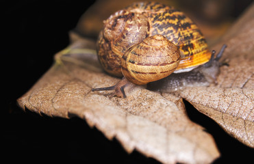 Big snail on a dry, beautiful bright colorful autumn leaf, close up shot