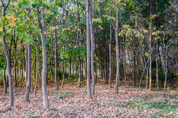 Nursery deciduous plants in the autumn sunny day. Young stems of deciduous trees intended for transplanting.