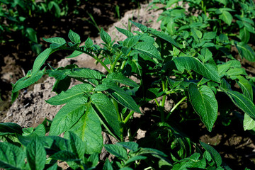 Planting potatoes in Thailand, Potato seedlings, Potato fields.