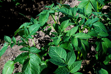 Planting potatoes in Thailand, Potato seedlings, Potato fields.