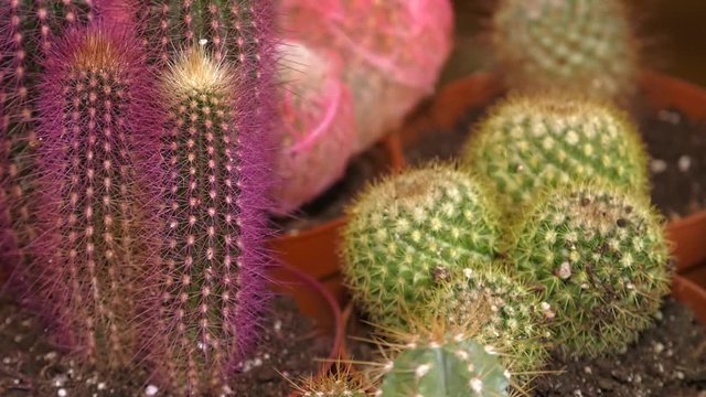 Variety of Small cactus and succulent plants in various pots to decorate in coffee shops. Group of cactus in greenhouse growing.