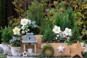 Gartendekoration im Winter mit Helleborus niger und Koniferen