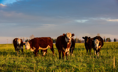 Steers fed on natural grass, Buenos Aires Province, Argentina