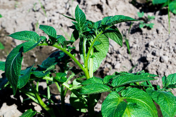 Planting potatoes in Thailand, Potato seedlings, Potato fields.