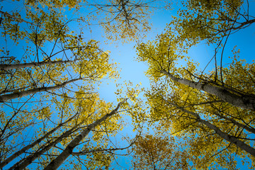 Perspective view of autumn trees, bottom up view. Autumn forest. Blue sky 