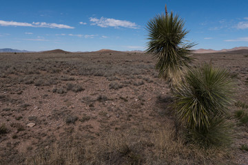 Yucca along highway 27, New Mexico.