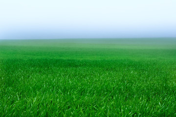 Fototapeta na wymiar Green field in foggy haze, agriculture background.