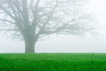 Green crop field on a foggy day, with a lone tree in the background