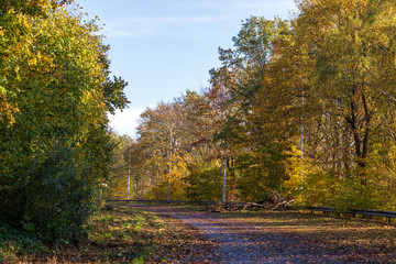 Naklejka premium Une branche sur l'autoroute