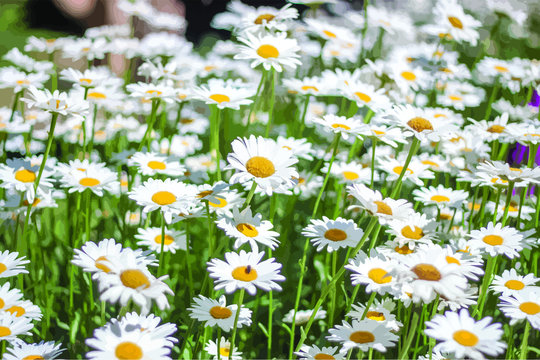 Sea of Daisy flowers in a garden