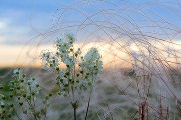 Steppe landscape with grass feather grass and wildflowers at sunset