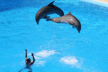 Delphin