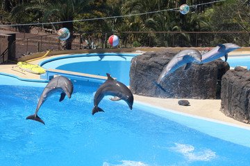 Delphin © Stephan von Mikusch