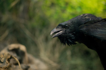 The head of a black raven.