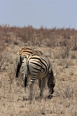 Obraz premium Two zebras from behind while eating in Etosha Nationalpark, Namibia
