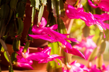 pink cactus flower close up © Image'in