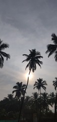 Fototapeta na wymiar palm trees and sunset