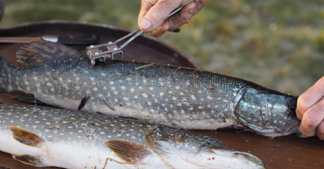 hands of a fisherman clean river fish pike from scales