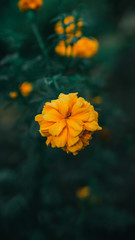 Close up view of West Indian Lantana flower or Bunha Tahi Ayam in malay with green moody background.