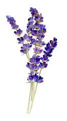 Tender bouquet of lavender hand drawn in watercolor isolated on a white background. Watercolor illustration.  Ideal for creating invitations, greeting and wedding cards, patterns © Tatiana